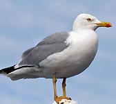 Larus michahellis