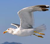 Larus michahellis