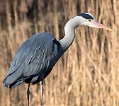 Ardea cinerea