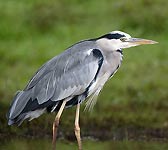 Ardea cinerea