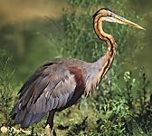 Ardea purpurea