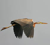 Ardea purpurea