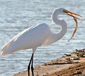 Egretta alba