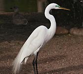 Egretta alba