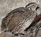 Coturnix coturnix