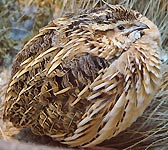 Coturnix coturnix