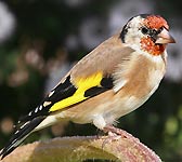 Carduelis carduelis