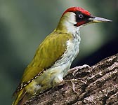 Picus viridis