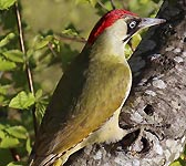 Picus viridis