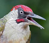 Picus viridis