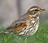 Turdus iliacus