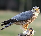 Falco columbarius