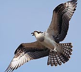 Pandion haliaetus