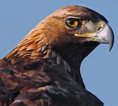 Aquila chrysaetos