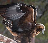 Aquila chrysaetos