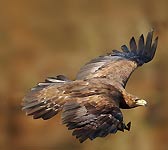 Aquila chrysaetos