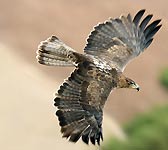 Aquila fasciata