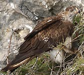 Aquila fasciata