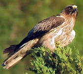 Aquila pennata