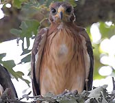 Aquila pennata