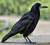 Corvus frugilegus