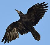 Corvus frugilegus