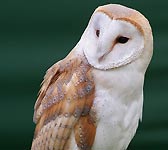 Tyto alba