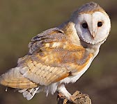 Tyto alba