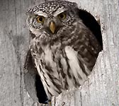 Glaucidium passerinum