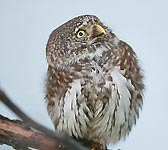 Glaucidium passerinum