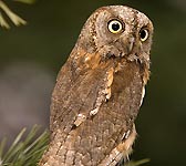 Otus scops