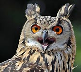 Bubo bubo