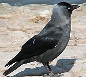 Corvus monedula