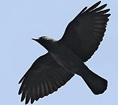 Corvus monedula