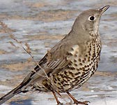 Turdus viscivorus