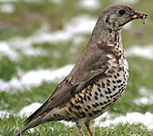 Turdus viscivorus