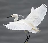 Egretta garzetta