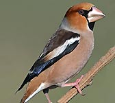 Coccothraustes coccothraustes