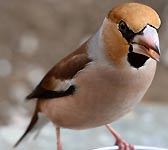 Coccothraustes coccothraustes