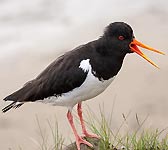 Haematopus ostralegus