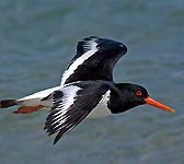 Haematopus ostralegus