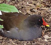 Gallinula chloropus