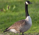 Branta canadensis