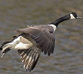 Branta canadensis