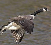 Branta canadensis