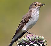 Muscicapa striata