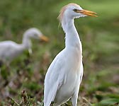 Bubulcus ibis