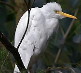 Bubulcus ibis