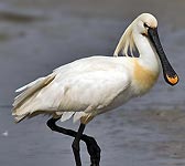 Platalea leucorodia