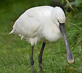 Platalea leucorodia